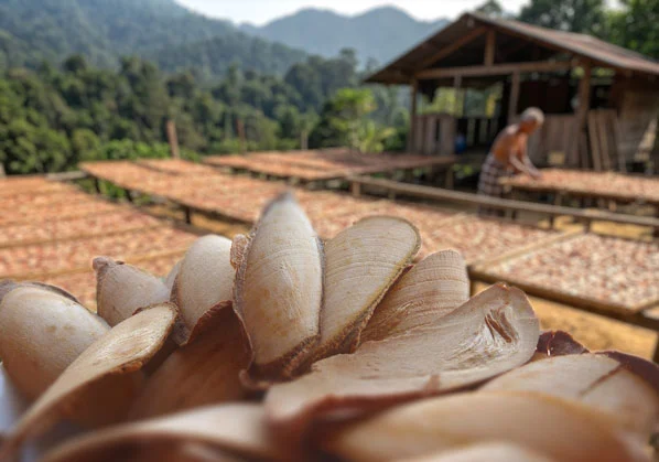 Red Tongkat Ali original root slices — wild-harvested from Malaysian rainforest