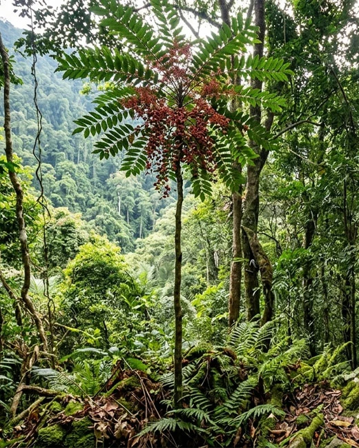Red Tongkat Ali tree growing in the deep rainforest of Pahang, Malaysia