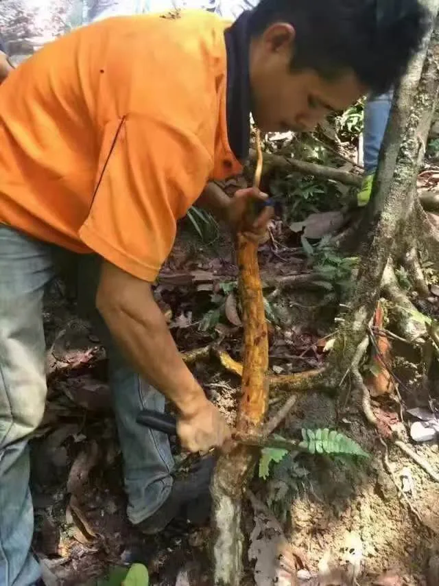 Digging up a Tongkat Ali root in the rainforest