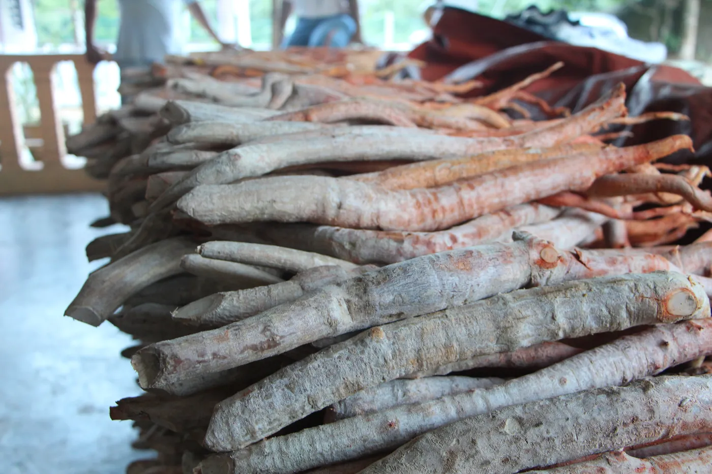 Harvested Tongkat Ali roots stacked before processing