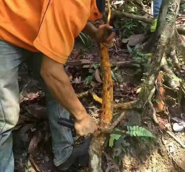 Tongkat Ali Harvesting